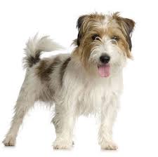 Looks Like I Know What My Mutt Is This Pic Really Looks Like Her Jack Russell Parson Jack Russell Jack Russell Dogs