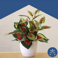 Simak rekomendasi 20 tanaman hias indoor ini. Jual Tanaman Hias Indoor Terbaru Lazada Co Id