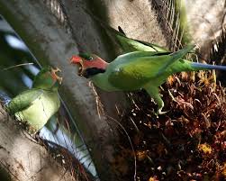 Tidak banyak yang mengenal nama burung kehicap boano ini. Ke Mana Perginya Semua Burung Burung Ini Myrokan