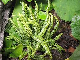 Image result for Asplenium centrafricanum