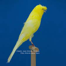 Lancashire Coppy Amarillo Intenso De Juan Antonio Gimenez Perez Canary Birds Colorful Birds Canary