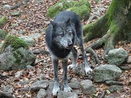 Northwestern Wolf Loup Du Canada By Nohlwaynkhervail On Deviantart Grey Wolf Wolf Northwestern