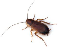 Pest Control Albany Cockroaches Pest Control Roaches Pest Control