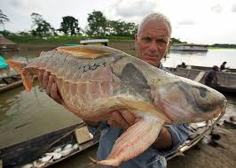 The bull shark is also known as the zambezi shark, the nicaragua shark, the ganges shark, the river shark, the ground shark, the shovelnose shark and bull sharks are one of the few sharks that can live in both saltwater and freshwater. Zambezi Bull Shark Photos River Monsters Jeremy Wade Animal Planet