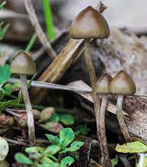 Become a patron of magic mushrooms today: Spitzkegeliger Kahlkopf Magic Mushroom Liberty Cap Psilocybe Semilanceata