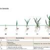 Weizen, gerste, roggen und triticale: 1
