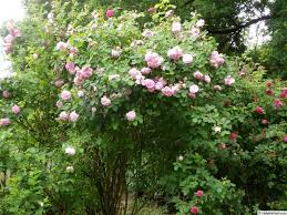 Geschwinds Nordlandrose 3 4m Hs Geeignet 2 25 Sommerbluhend Usda Zone 3b Through 8b Very Hardy Very Vigorous Usda Zone 3 Rose Photos Rose Photo