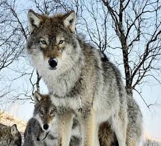 Sea wolf, sea dog, old salt. Best 380 Wolf Names Male Female Names With Meanings The Paws