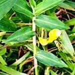 Image result for Aneilema aequinoctiale