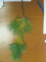 Modern pine cone christmas collage. Yellow Needles In Pine Husker Hort