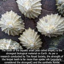 Strongest Biological Material Facts Teeth Strong Marine Animals Fact World Limpet Sea Snail Sea Life Animals