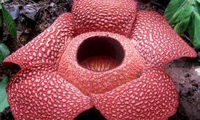 This rare flower is found in the rainforests of indonesia. Rafflesia Is The World Largest Flower When It Bloom