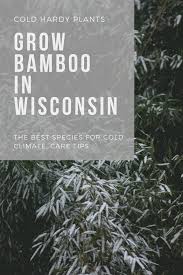 You can grow fargesia rufa 'green panda' in zone 4, however it may freeze to the ground in it's first few seasons unless protected. Can You Grow Bamboo In Wisconsin Bamboo In Containers Bamboo Hardy Plants