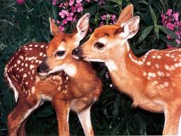 Iki Kucuk Sevimli Ceylan En Guzel Ceylan Resimleri Cute Animals Animals Wild Animals