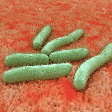 Images of e.coli bacteria, identification and treatment of e.coli infections, susceptibility of escherichia coli to antibiotics. E Coli Bacterien Een Illustratie Van Escherichia Coli Vaak Afgekort E Coli Is Een Staafvormige Bacterie Van Het Geslacht Escherichia Die Ernstige Voedselvergiftiging Veroorzaken In Hun Gastheren Royalty Vrije Foto Plaatjes Beelden