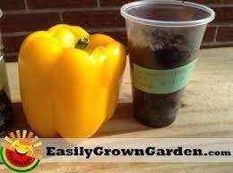 How To Grow Bell Peppers From Seed From The Grocery Store Easily Grown Garden Growing Bell Peppers Growing Peppers Stuffed Peppers