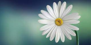 اجمل خلفيات لابتوب كيوت laptop wallpapers hd for windows 10 نقدم لكم اجمل صور لخلفي flower images inspirational quotes with images short inspirational quotes