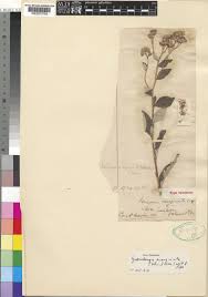 Image result for Gutenbergia cordifolia