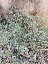 Image result for Dicliptera paniculata