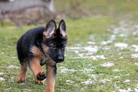 Maybe you would like to learn more about one of these? German Shepherd Barking At Night Causes Solutions Jubilant Pups