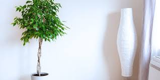 Image result for Ficus fischeri