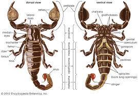 Resultados Da Pesquisa De Imagens Do Google Para Http Bdj Pensoft Net Showimg Php Filename Big 43755 Jpg In 2020 Insect Anatomy Arachnids Scorpion