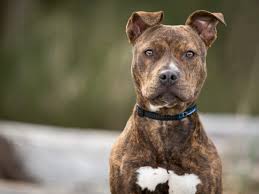 Regenbogen pitbull, bemalt pitbull png, halbes gesicht pitbull, aquarell pitbull, aquarell hund, digitaler download, clipart, png, jpg ich drucke diese nicht, dies sind bilder, die. American Pitbull Terrier Im Rasseportrait Zooroyal Magazin