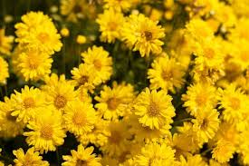 Image result for Chrysanthellum indicum