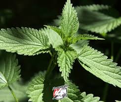 Image result for Urticaceae