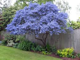Serviceberry flowers make quite a statement on the bare branches in spring. 33 Small Trees For City Gardens Ideas Small Trees Plants City Garden