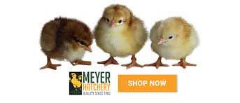 We did not find results for: Why Chickens Are The Ultimate Anti Waste Weapon The Omlet Blog