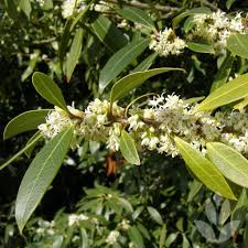 Arbres Anti Moustique Quels Arbres Pour Les Eloigner Conseil Jardin Willemse