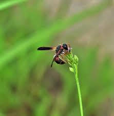 The economic value of pachodynerus erynnis has not been quantified and would be very difficult to determine due to its elusive, solitary nature and presence across multiple habitat types; Wasp Mason Wasp Red And Black Mason Wasp Insect Flying Insect Winged Insect Pollenate Pollination Sting Stinger Wasp Sting Pikist