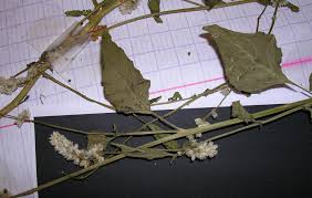 Image result for Celosia trigyna