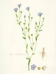 Image result for Linum usitatissimum