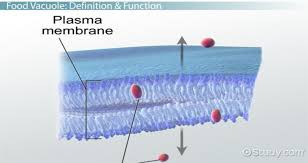 Maybe you would like to learn more about one of these? Food Vacuole Definition Function Video Lesson Transcript Study Com
