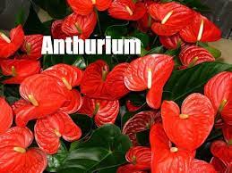 Anthurium Poisonous House Plants Anthurium Plant Anthurium Poisonous House Plants