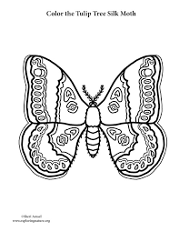Moth coloring page for kids. Moth Tulip Tree Silk Coloring Page