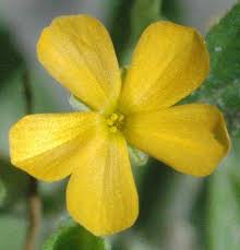 Image result for Streptopetalum serratum