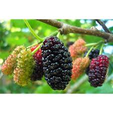 Maybe you would like to learn more about one of these? Buy 10 Redblack Mulberry Tree Cuttings Grow Your Own Food For Fun Or Function Indooroutdoor Tree Plants Organic Fruit Tree Online In India B079k4dlnj