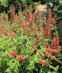 The hummingbirds do love it and actually find the taller blooms easier to reach. Scarlet Sage Salvia Coccinea Wisconsin Horticulture