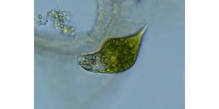 Heterotrophs can be feed on bacteria, microscopic eukaryotes, and dissolved organic compounds and autotrophs used their photosynthesizing chloroplasts. Euglena A Quick Overview Microscope Clarity