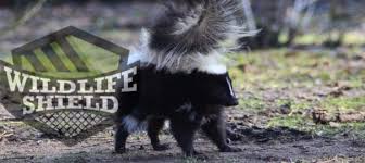 When they spray under your house, the scent will leak through cracks and crevices and eventually into your home. How To Get Skunk Smell Out Of House Wildlifeshield Ca