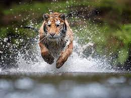 India has 70 per cent of global tiger population india lost 750 tigers in last 8 years: International Tiger Day 2020 Headcount India Status And Other Key Facts Business Standard News