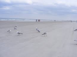 Daytona Beach Shores Fl Weather Tides And Visitor Guide