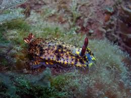 Image result for Eulophia obscura