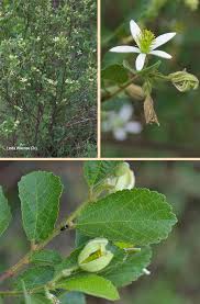 Image result for Grewia avellana