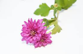 Quicktsi provides list of trucking companies in cary, north carolina. Garden Supply Co