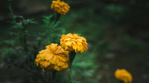 When it was established on september 16, 1963, malaysia comprised the territories of malaya (now peninsular malaysia), the island of singapore, and the colonies of sarawak and sabah in northern borneo. Close Up View Of West Indian Lantana Flower Or Bunga Tahi Ayam Stock Photo Picture And Royalty Free Image Image 135998682