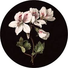 Premium wholesale flowers · quality customer service White Flowers 071 Wallpaper Circle By Kek Amsterdam Burke Decor